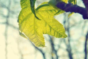 Picsum ID: 309